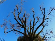 31 Quercia secolare 